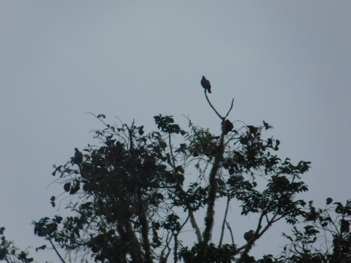 Black Vulture - ML615964447