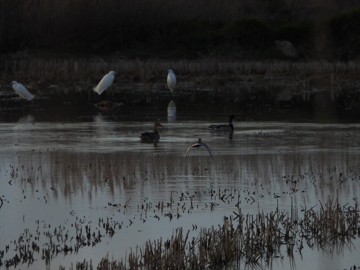 Little Egret - ML615964525