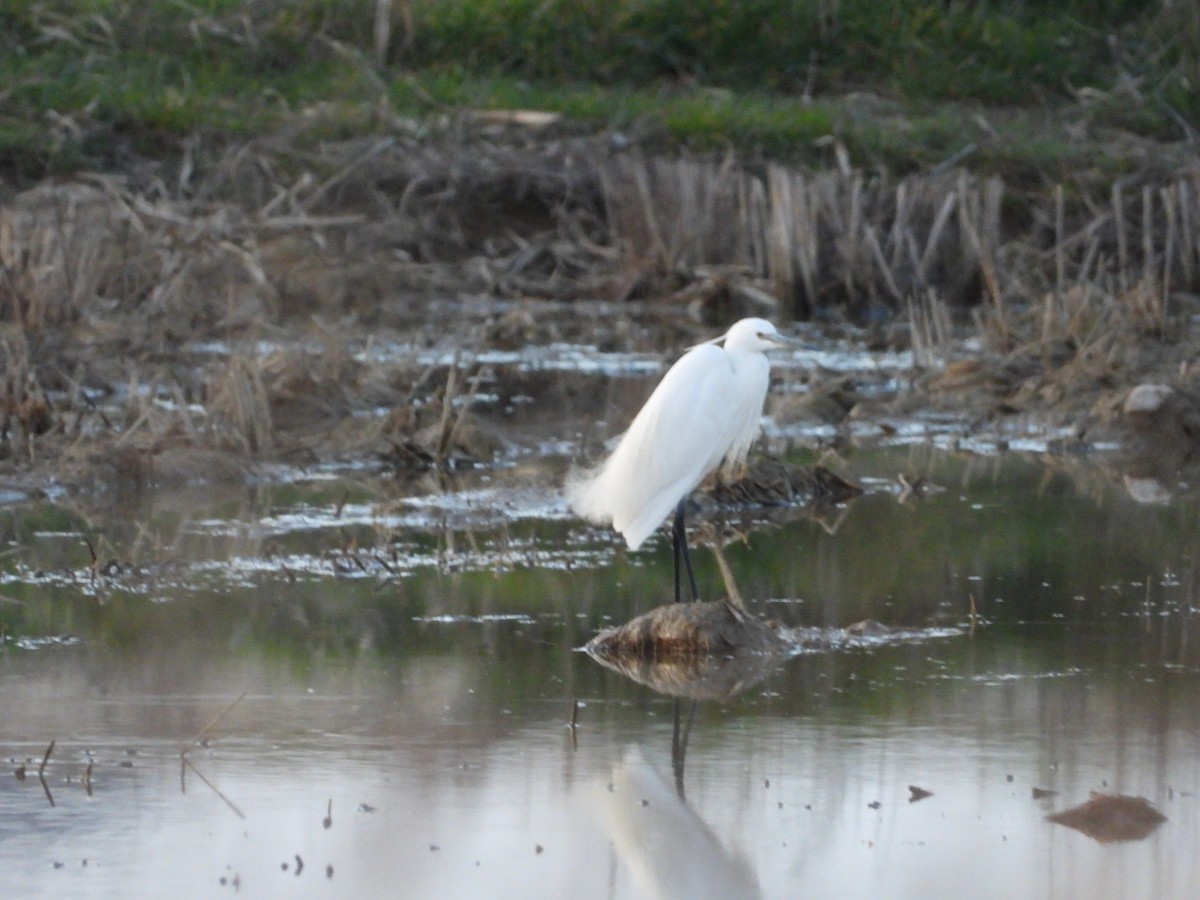 Little Egret - ML615964526