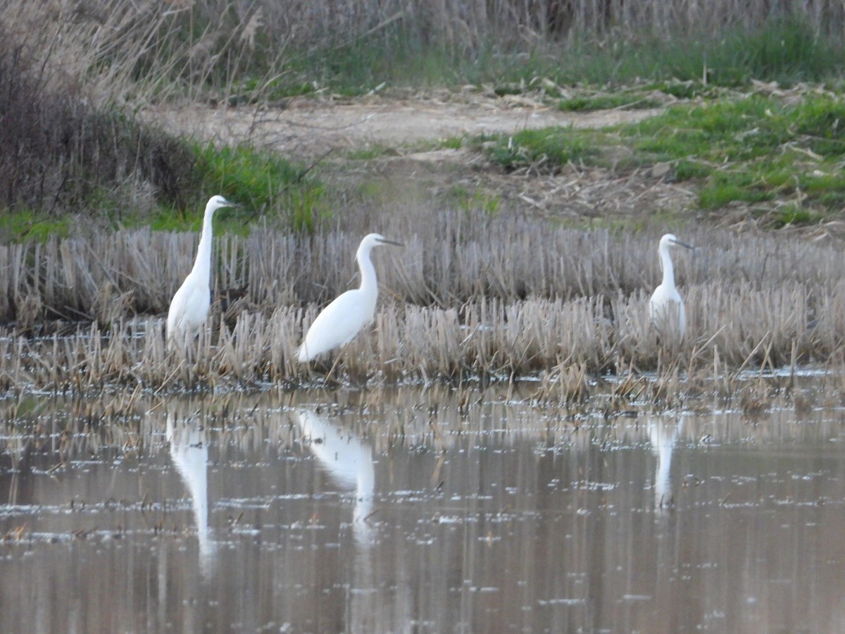 Little Egret - ML615964528