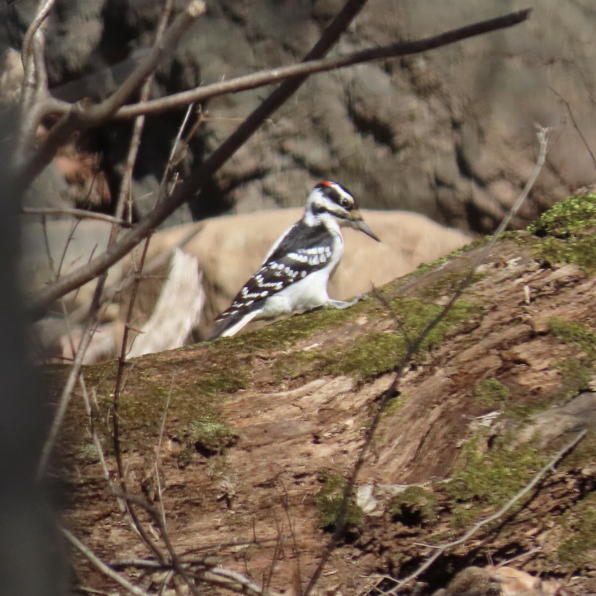 Hairy Woodpecker - ML615964579