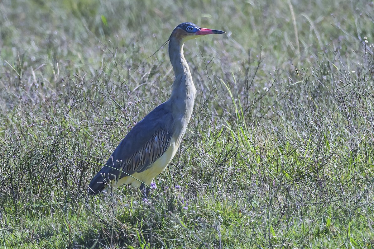 Whistling Heron - ML615964580