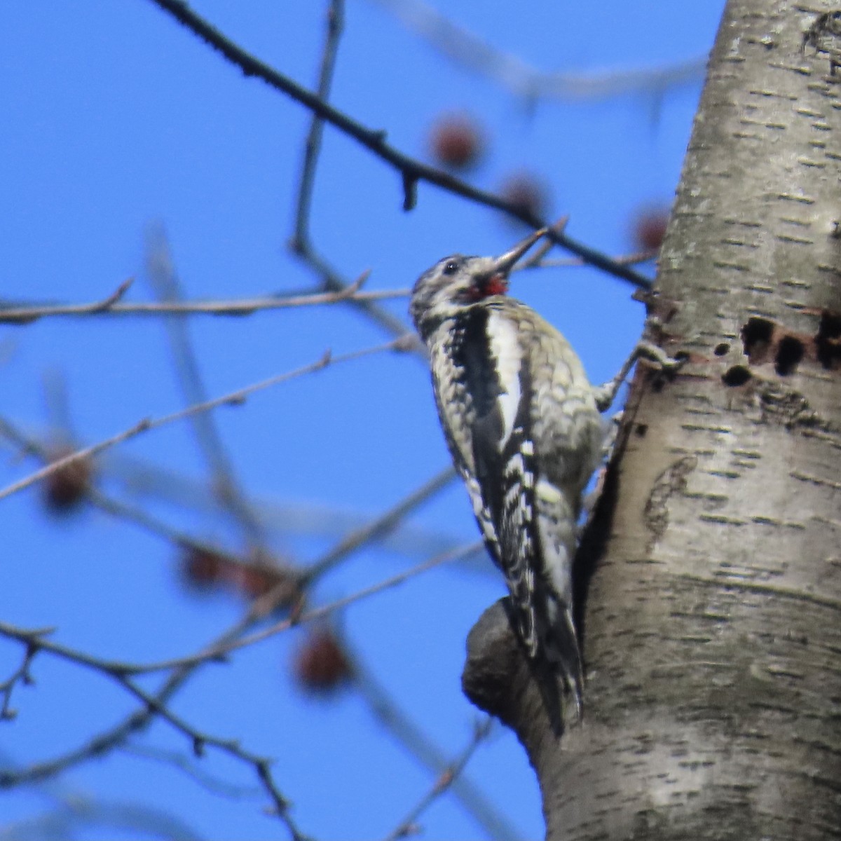 Yellow-bellied Sapsucker - ML615964583