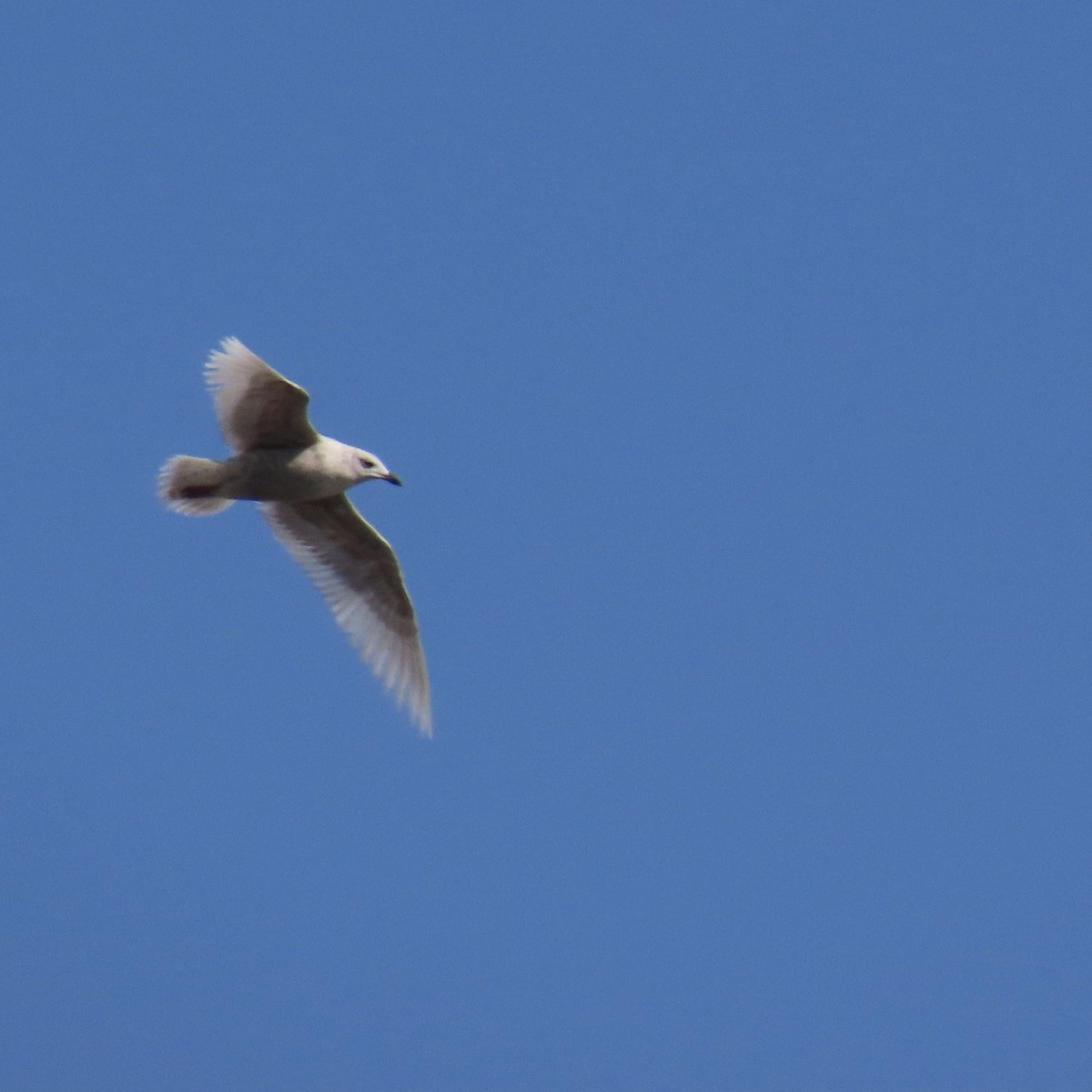 Iceland Gull - ML615964643