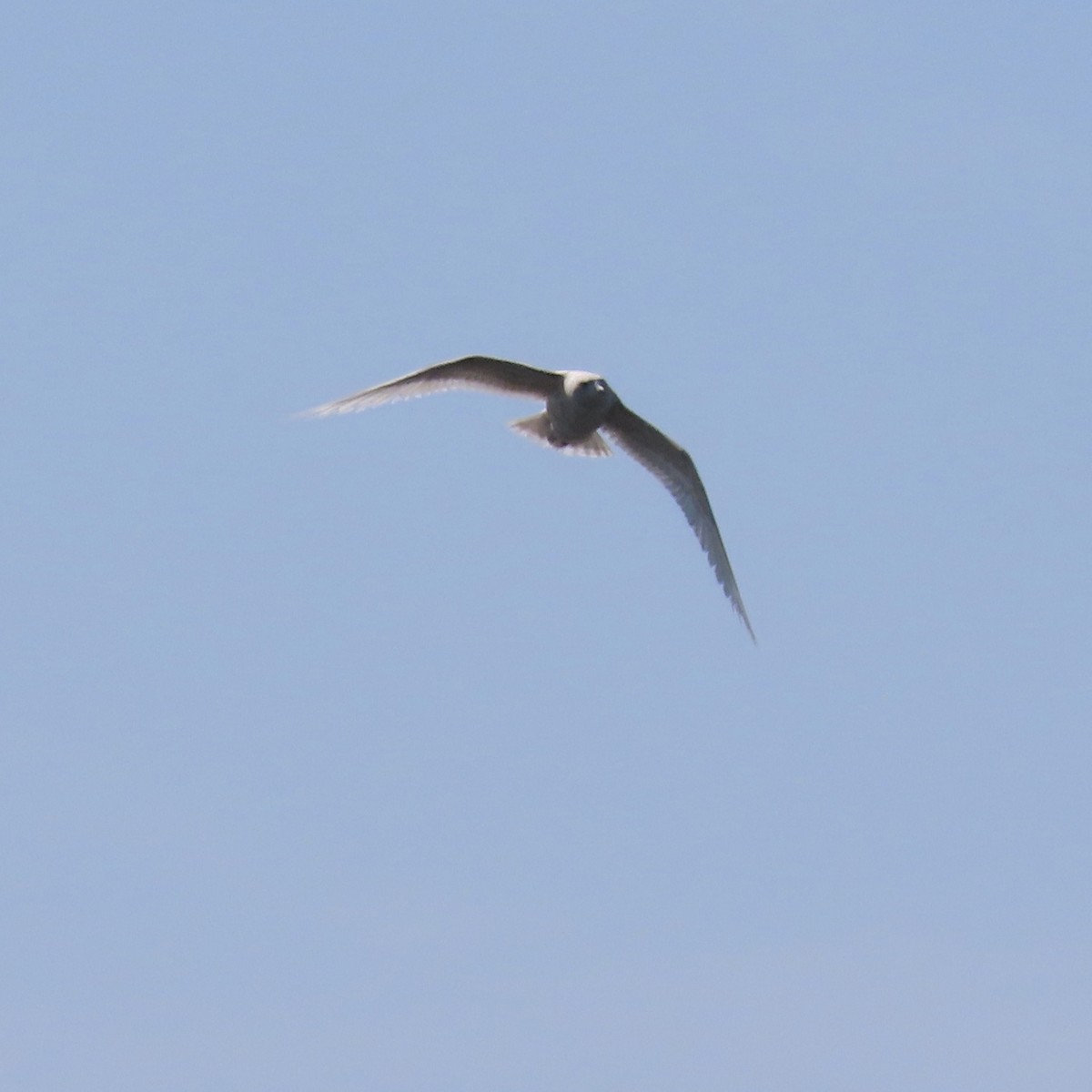 Gaviota Groenlandesa - ML615964664