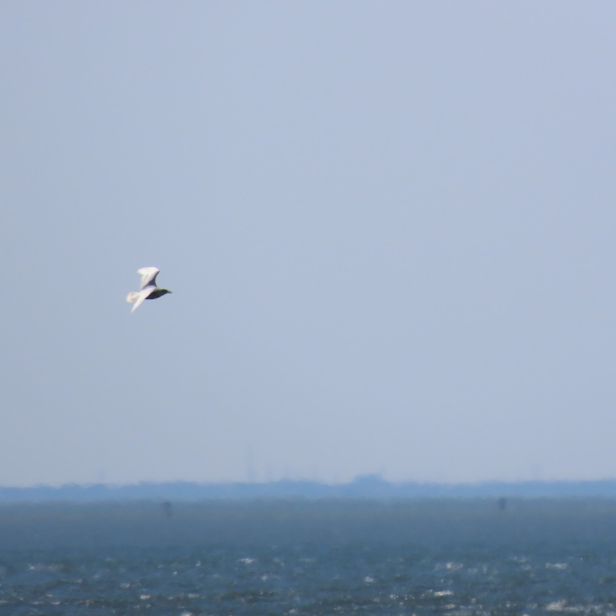 Iceland Gull - ML615964667