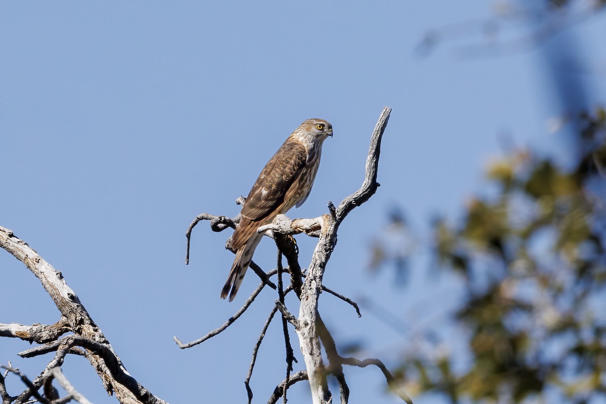 Sharp-shinned Hawk - ML615964709