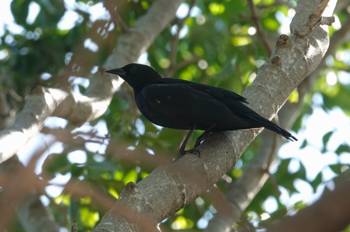 Yellow-shouldered Blackbird - ML615964774