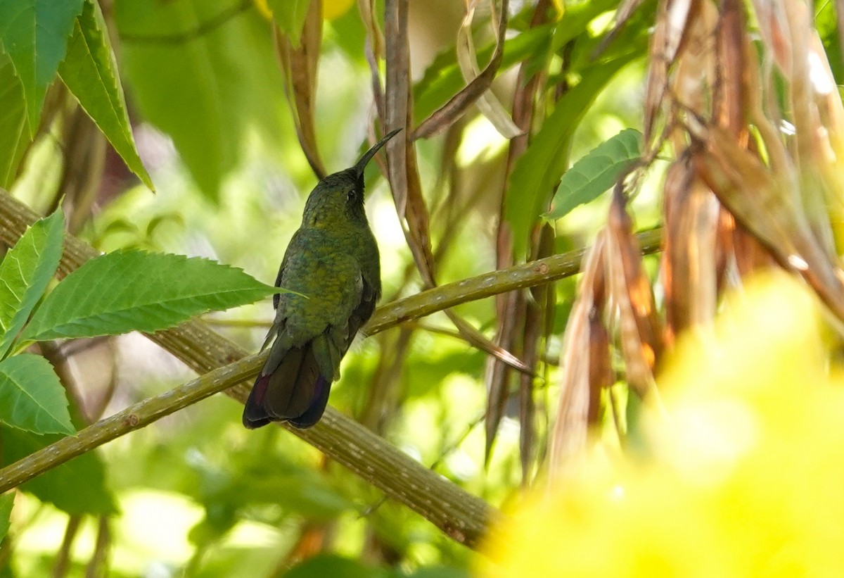 Puerto-Rico-Mangokolibri - ML615964818