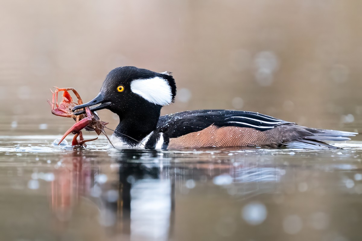 Hooded Merganser - ML615964866