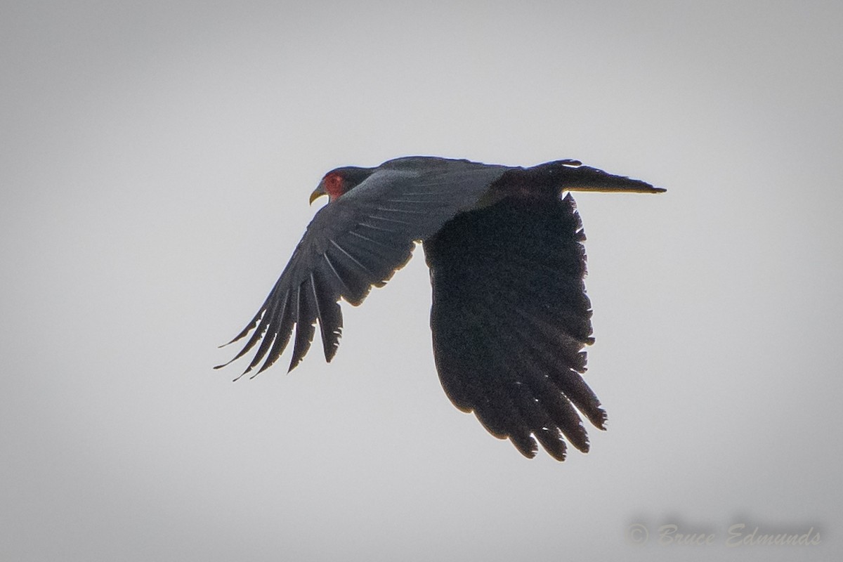 Red-throated Caracara - ML615964874