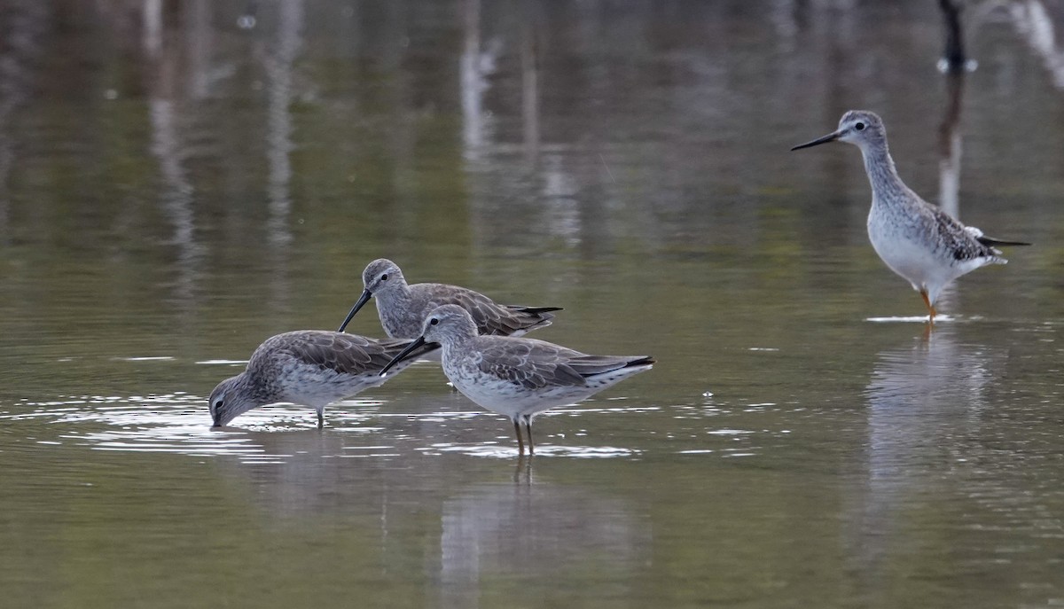 Stilt Sandpiper - ML615964876