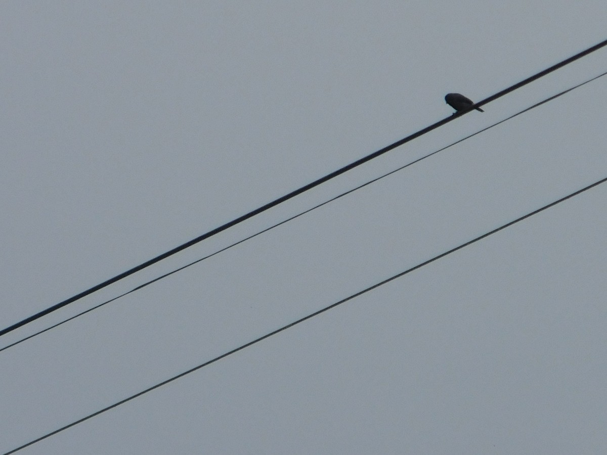 Chestnut-bellied Seedeater - ML615964892