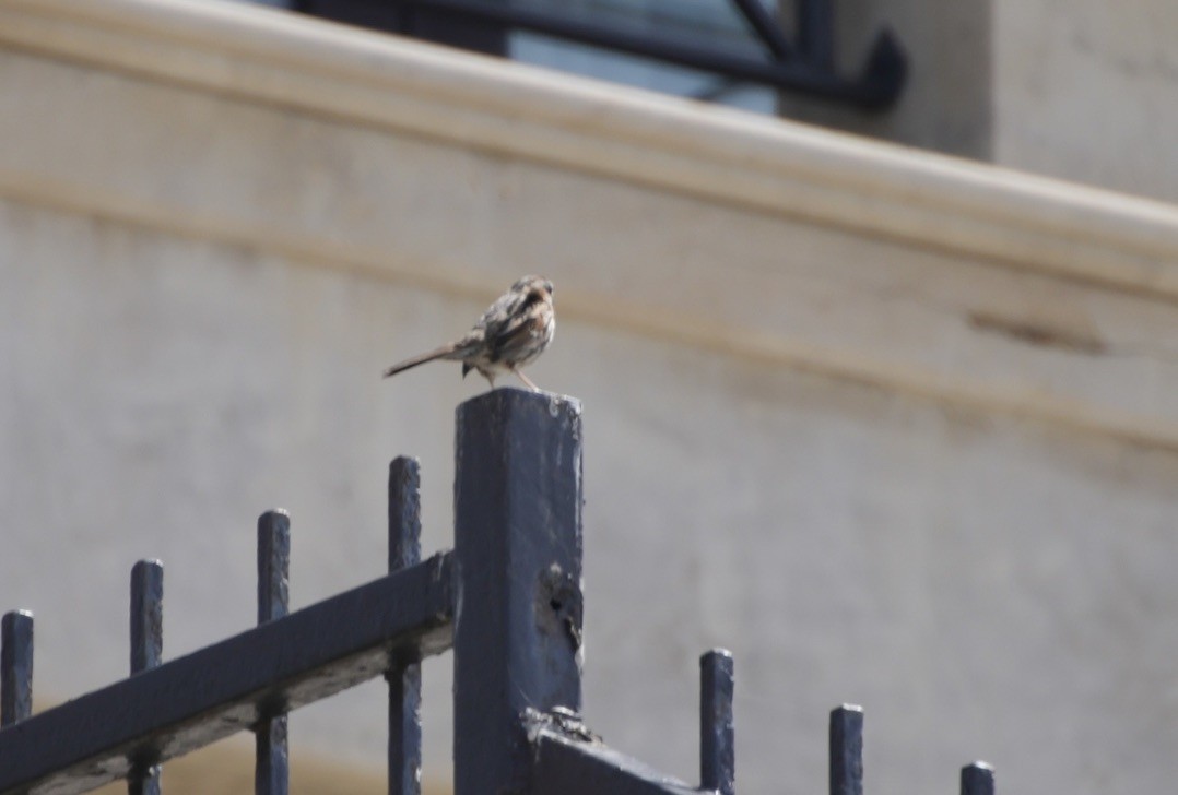 Song Sparrow - ML615964909