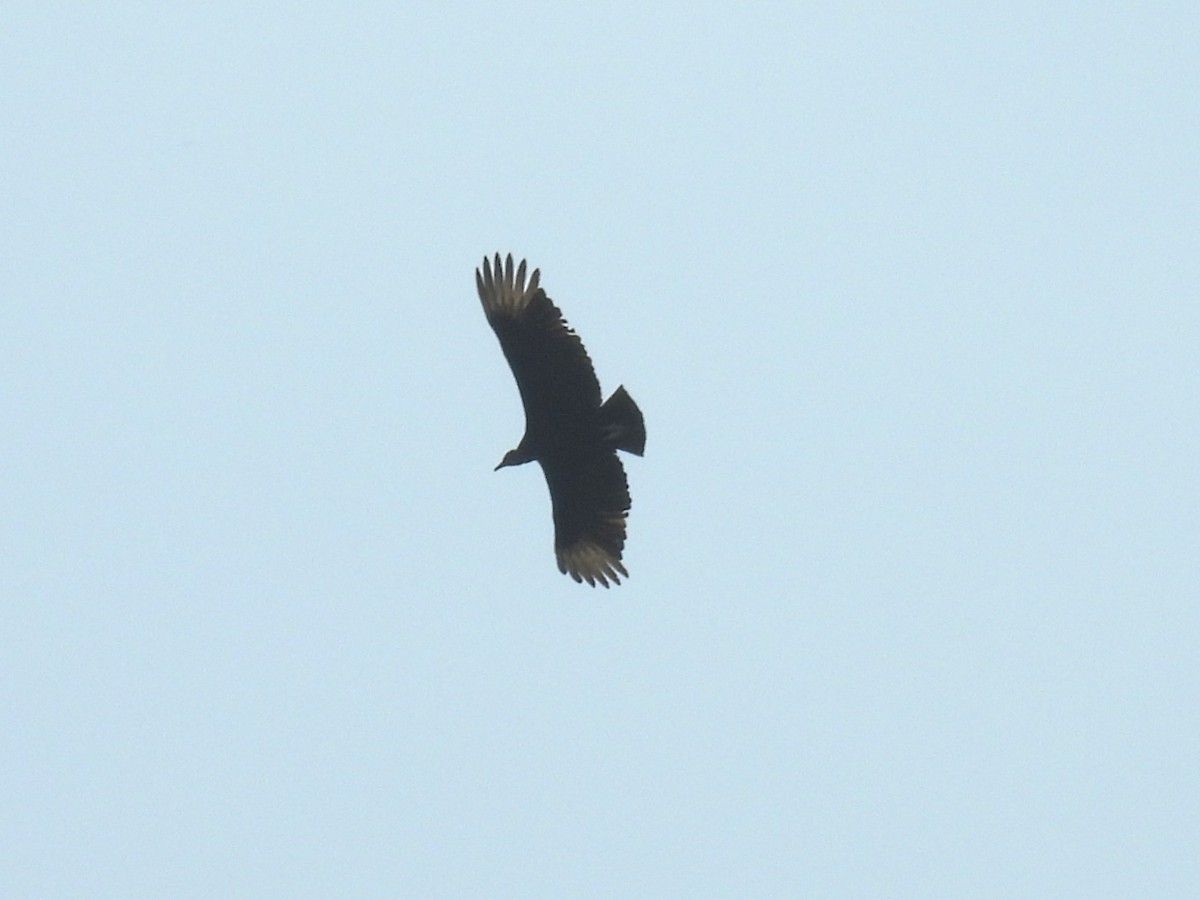 Black Vulture - ML615964943