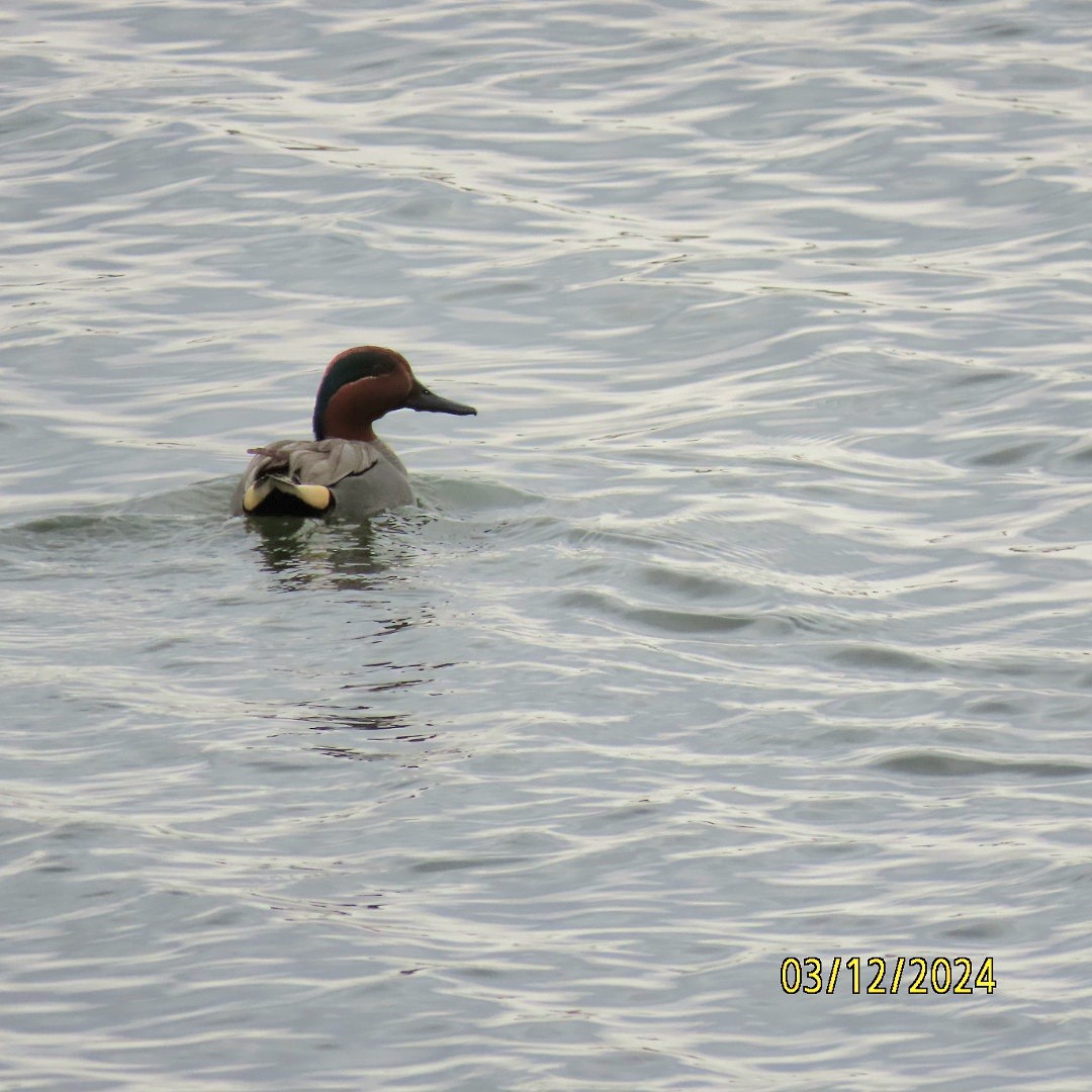 Green-winged Teal - ML615964944