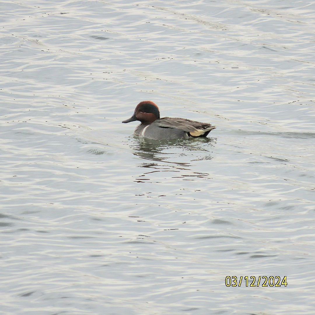 Green-winged Teal - ML615964945