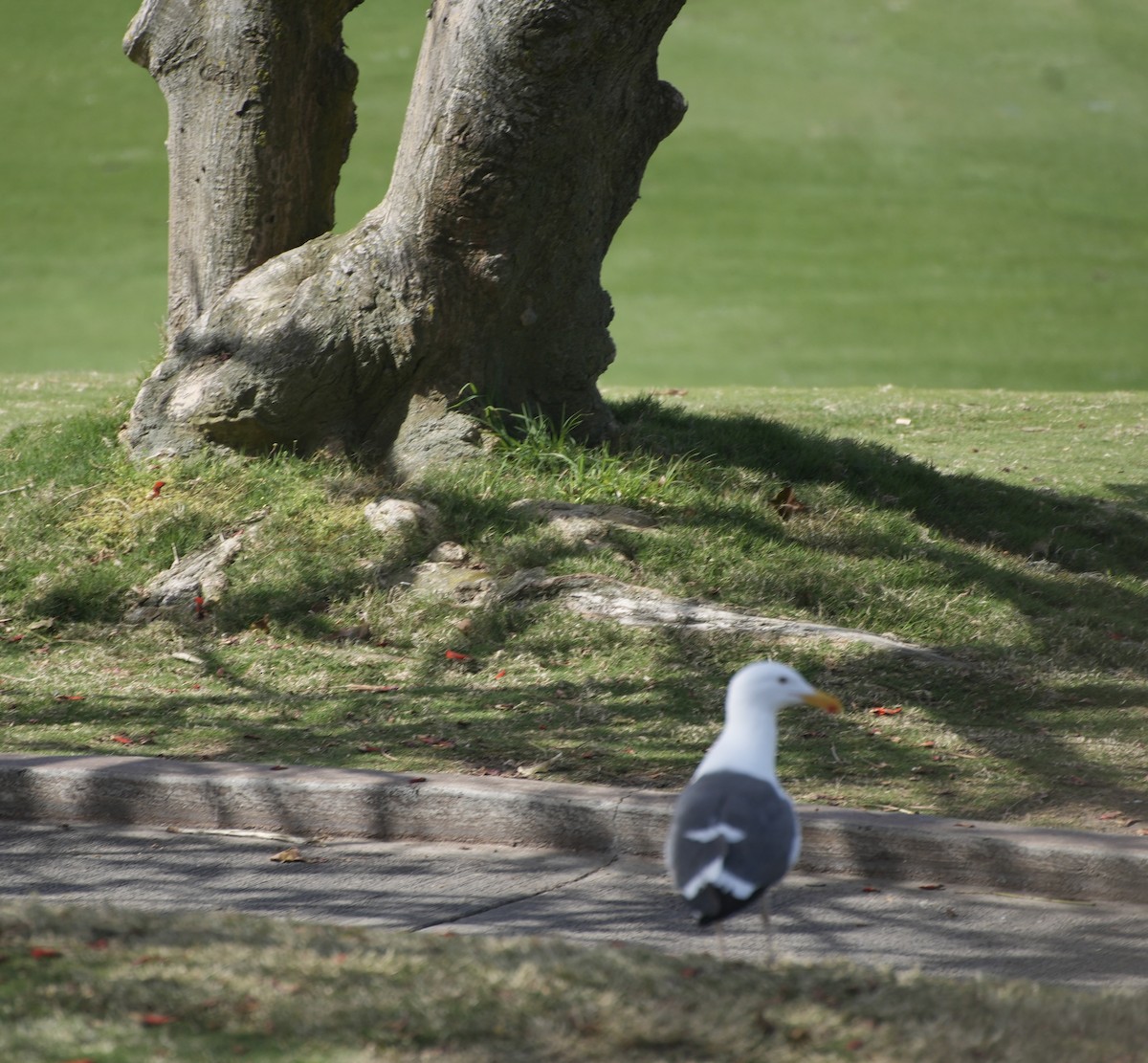 Western Gull - ML615964958