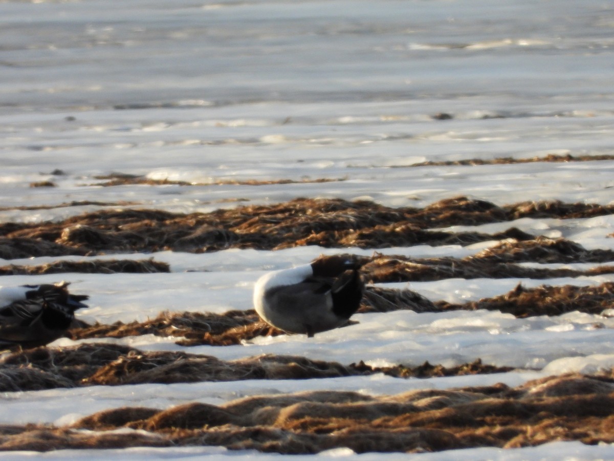 Northern Pintail - ML615964970