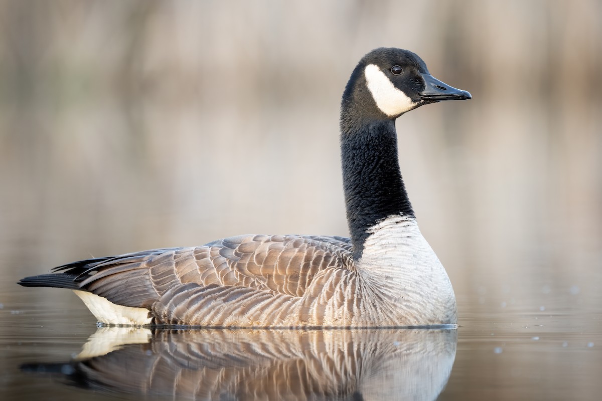 Canada Goose - ML615965009