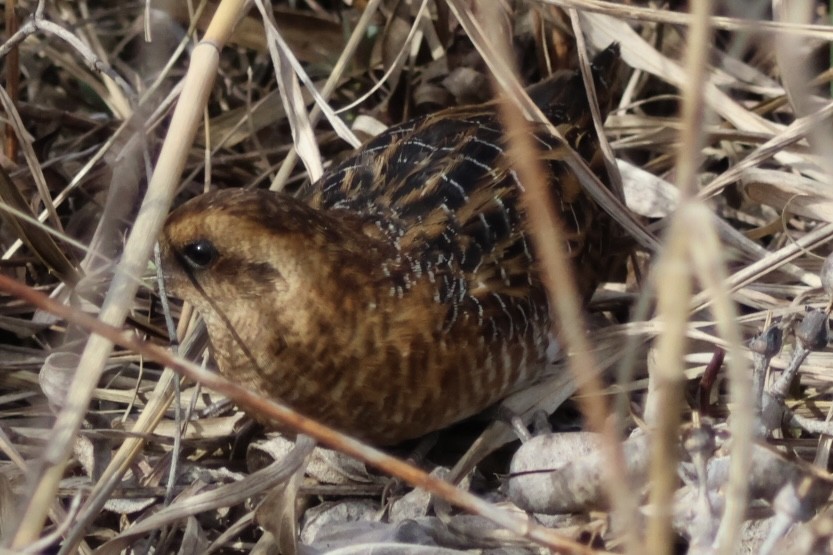 Yellow Rail - Pete Fenner