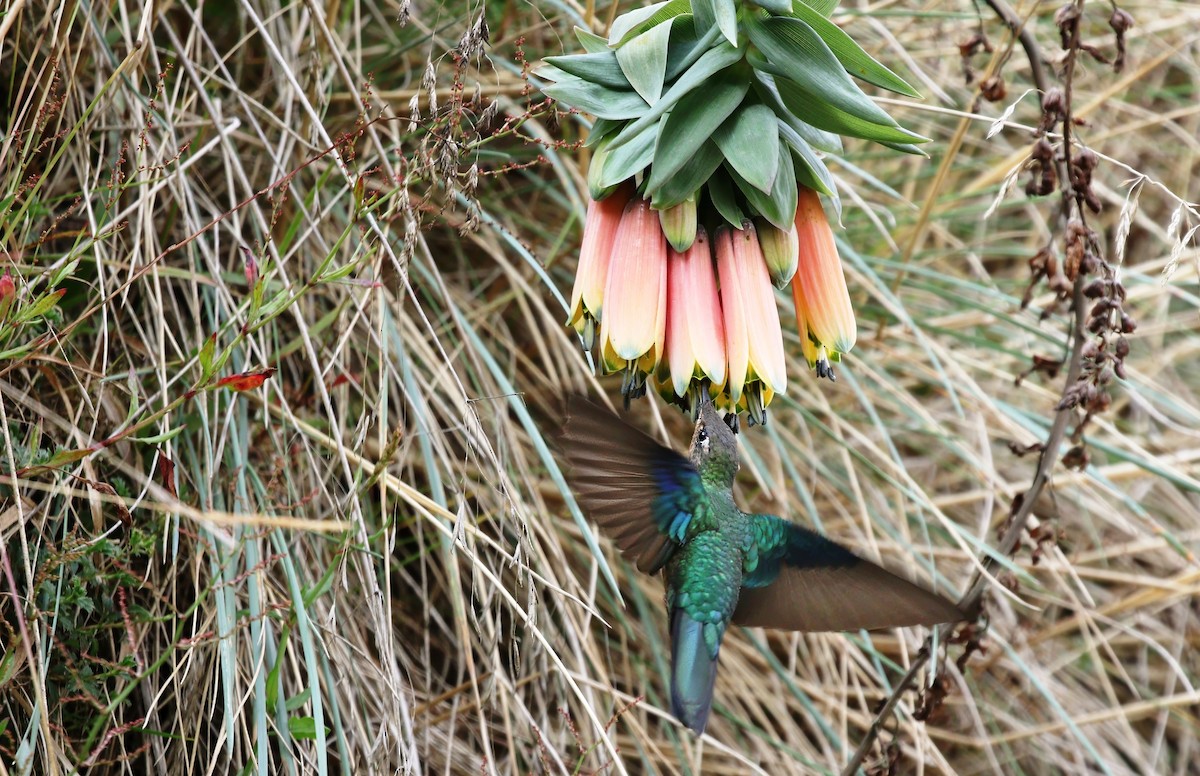 kolibřík modrokřídlý - ML615965098
