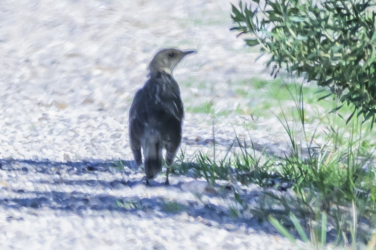 Creamy-bellied Thrush - Amed Hernández