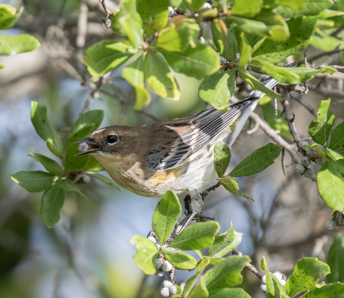 Yellow-rumped Warbler - ML615965169