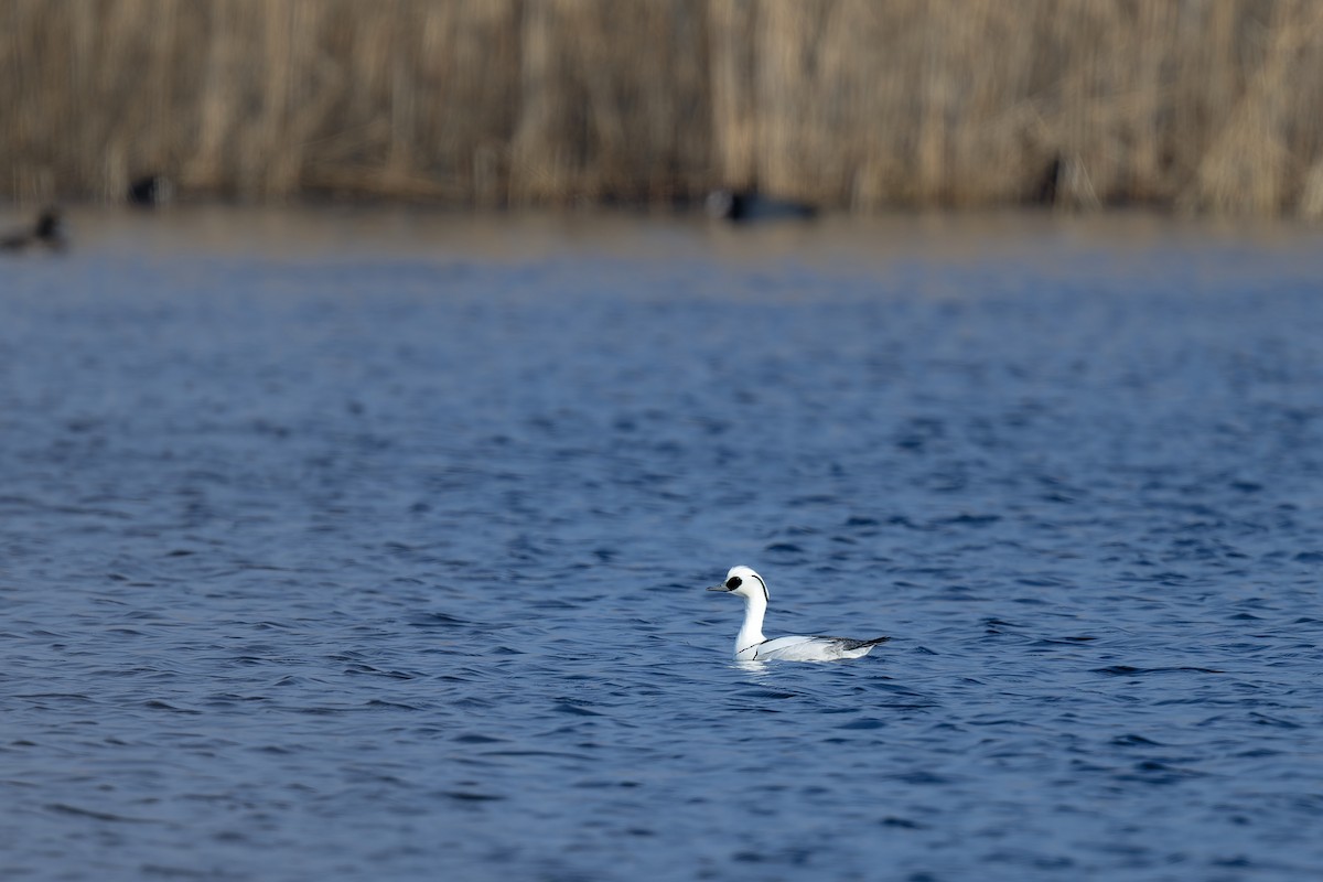 Smew - ML615965213