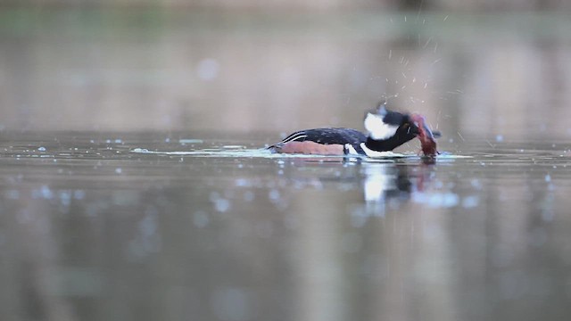 Hooded Merganser - ML615965329