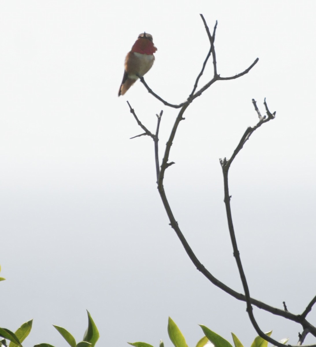 Colibrí de Allen - ML615965346