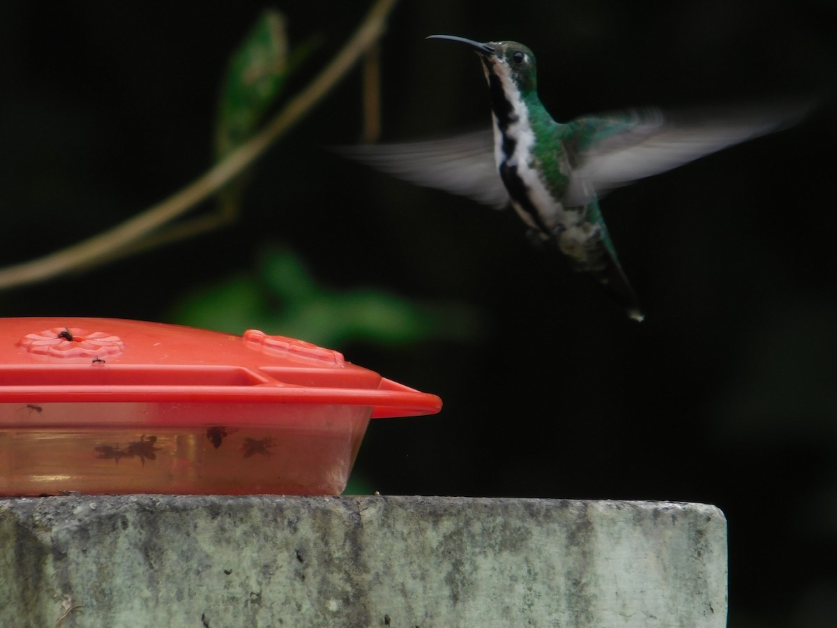 Black-throated Mango - Arrow Z L