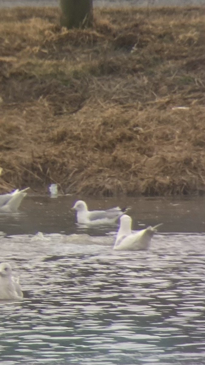 Ring-billed Gull - ML615965428