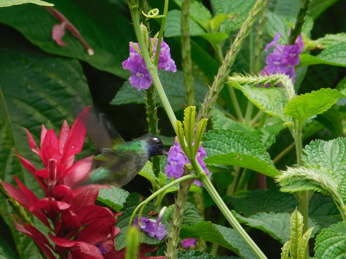 Violet-headed Hummingbird - ML615965430