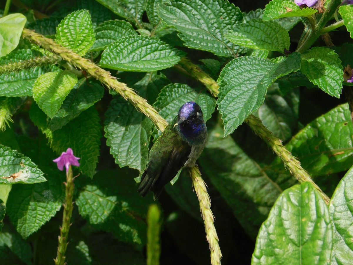 Violet-headed Hummingbird - ML615965435