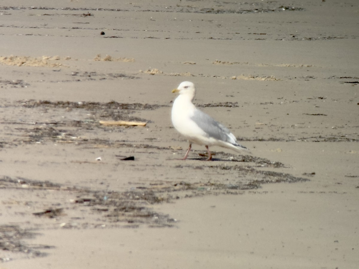 Iceland Gull (kumlieni) - Xabier Vázquez Pumariño
