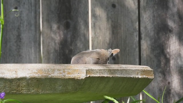 White-winged Dove - ML615965545