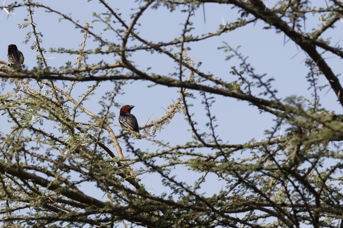 Banded Barbet - ML615965556