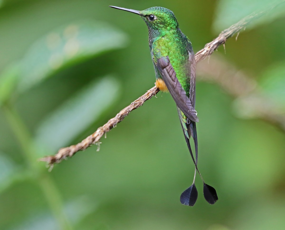 Rufous-booted Racket-tail (Anna's) - Richard Greenhalgh