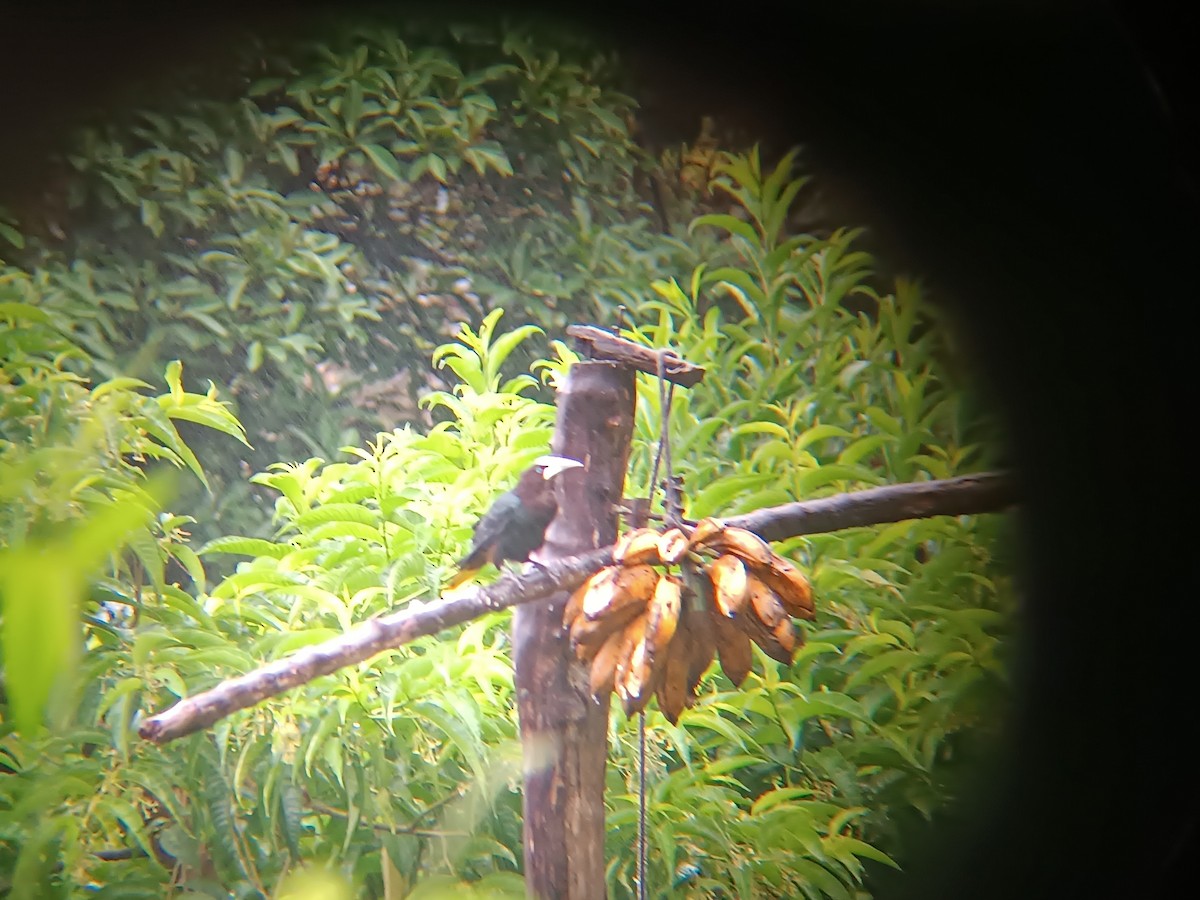 Chestnut-headed Oropendola - ML615965626