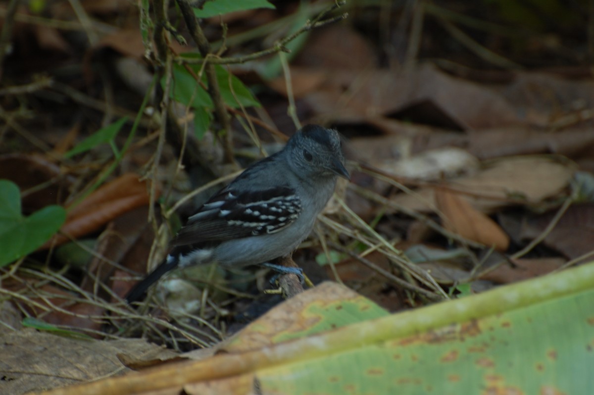 Black-crowned Antshrike - ML615965632