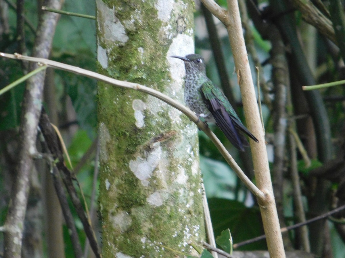 Many-spotted Hummingbird - ML615965648