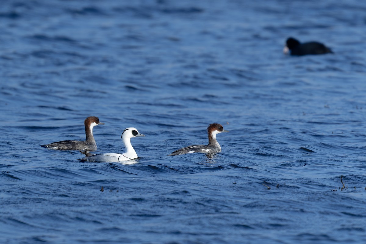 Smew - ML615965685