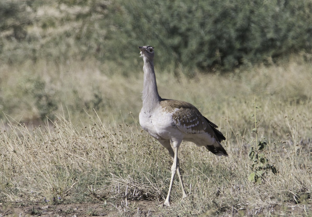 חובה ערבית - ML615965716