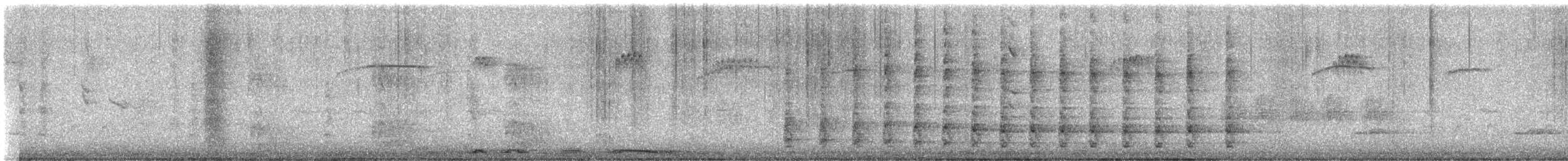 キバナシマセゲラ（aurifrons） - ML615965717
