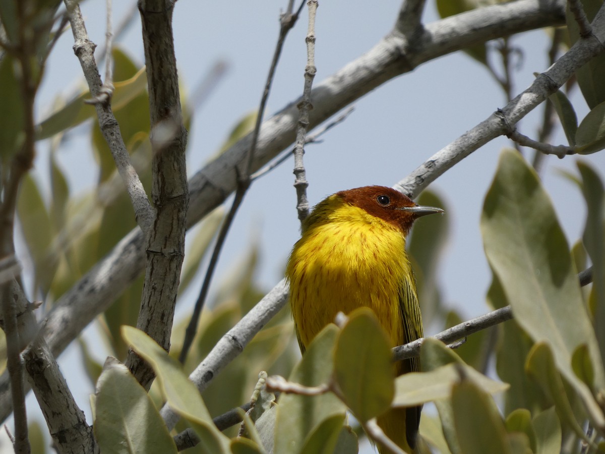 Yellow Warbler (Mangrove) - Rafael Angel  Arenas Wong