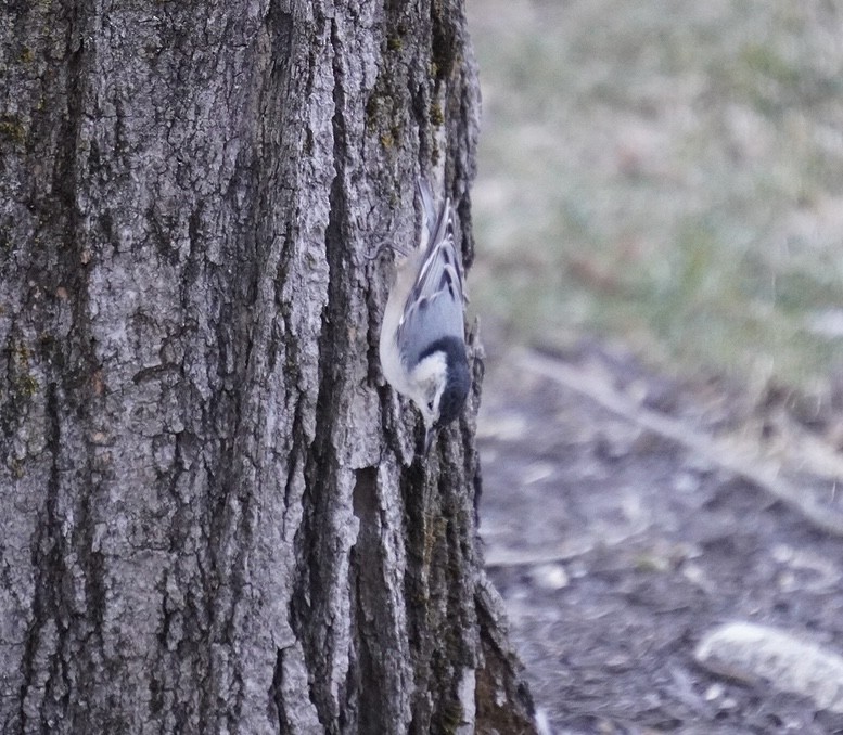 White-breasted Nuthatch - ML615965748