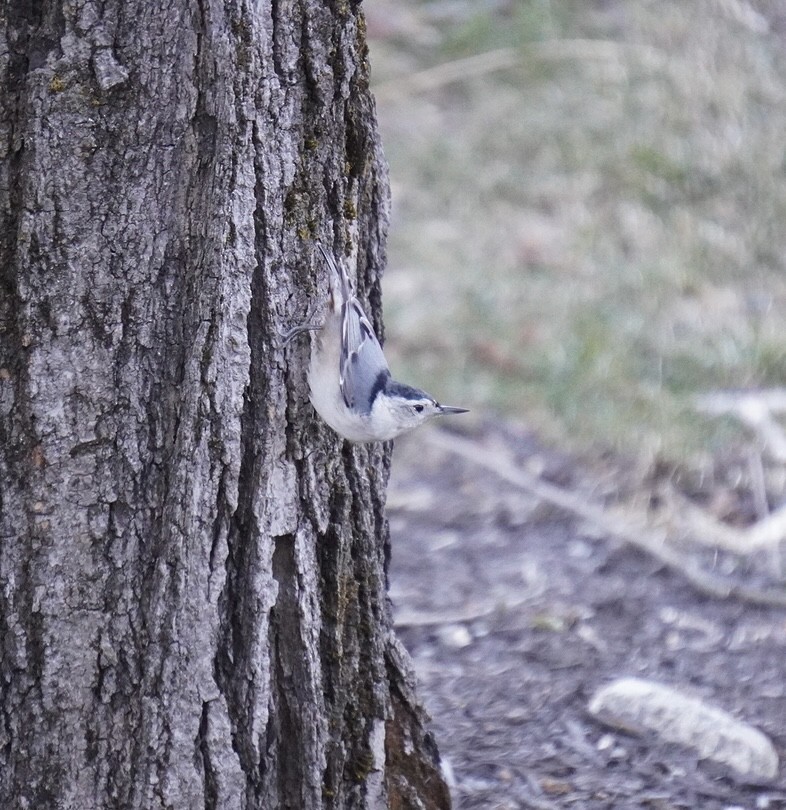 White-breasted Nuthatch - ML615965749