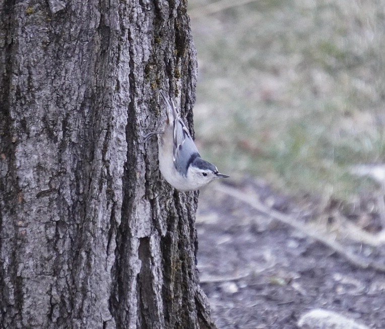 White-breasted Nuthatch - ML615965750