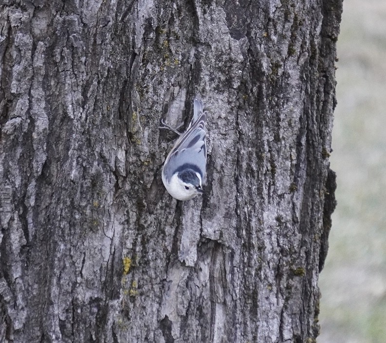 White-breasted Nuthatch - ML615965755